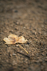 Feuille morte sur le sol en terre en automne après la pluie
