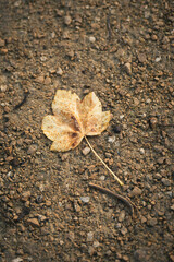 Feuille morte sur le sol en terre en automne après la pluie