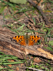 Comma Butterfly Resting. Wings Open