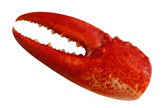 Cooked lobster claw, a red shellfish pincer for gourmet seafood dining, isolated with transparent background
