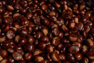 Close-up of fresh chestnuts in nature.