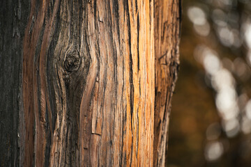 Texture d'&eacute;corce d'arbre avec un fond flou en automne