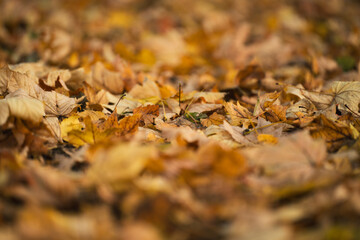 Texture de feuilles mortes sur le sol après la pluie en automne