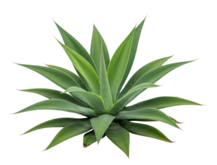 Agave plant green leaves succulent desert plant tropical plant transparent background cutout png