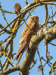 Kestrel Perched in a Tree