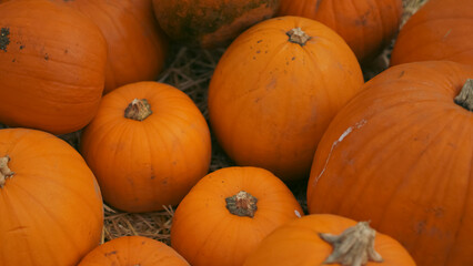 Decorative pumpkins arranged for Halloween on the pumpkin farm.