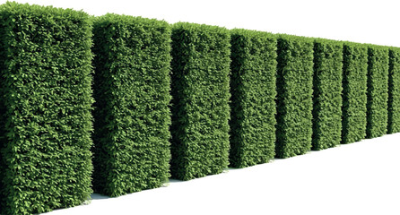 Create Lush green box hedge fence, perfect for landscaping and garden design, adds privacy and beauty to outdoor spaces With on White Background