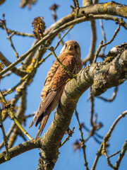 Kestrel Perched in a Tree