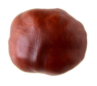 isolated brown chesnut on white background