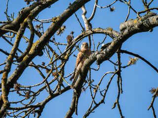 Kestrel Perched in a Tree