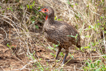 South Africa, Kruger National Park, Swainson's Francolin (Pternistis swainsonii)