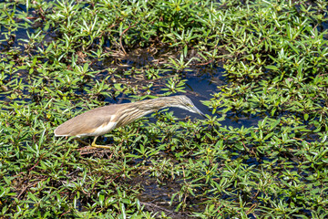 South Africa, Kruger National Park, Squacco Heron (Ardeola ralloides)