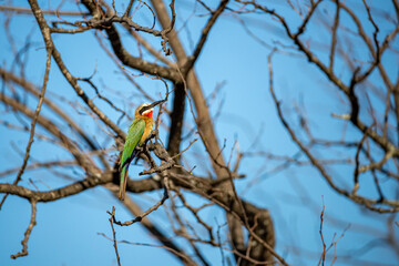 South Africa, Kruger National Park, White-fronted Bee-eater (Merops bullockoides)
