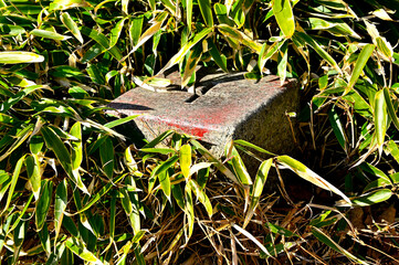 天子山地　雨ヶ岳山頂の三角点　三等三角点（雨ヶ岳）
