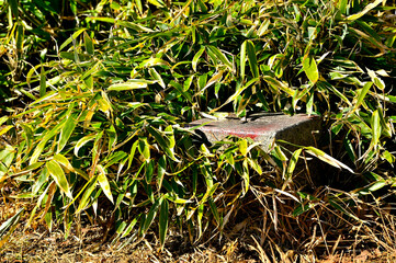天子山地　雨ヶ岳山頂の三角点　三等三角点（雨ヶ岳）
