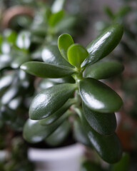 Obraz premium A close-up captures a thriving jade plant, focusing on its glossy, fleshy leaves and new, bright green growth against a softly blurred background.