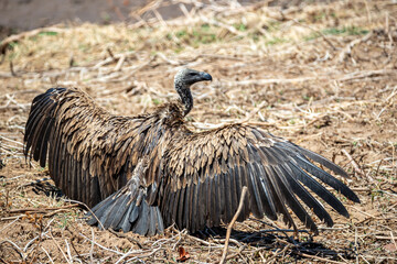 South Africa, Kruger National Park, White-backed Vulture (Gyps africanus)