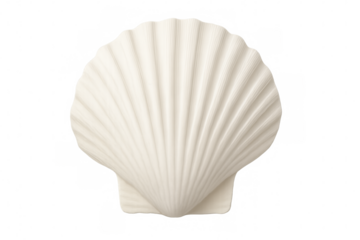 White scallop seashell standing on transparent background, marine life symbol, summer beach concept, ocean mollusk