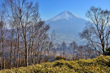 天子山地の雨ヶ岳山頂より　ダケカンバの森と富士山

