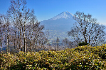 天子山地の雨ヶ岳山頂より　ダケカンバの森と富士山
