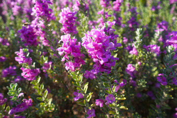 Pink Angelonia Flowers in Garden.