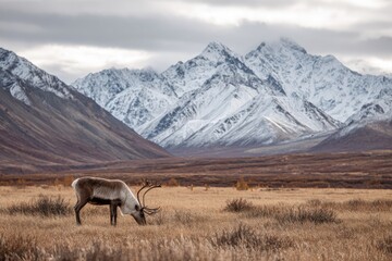 Naklejka premium Wild reindeer grazes in an autumn tundra field with majestic snow-capped mountains