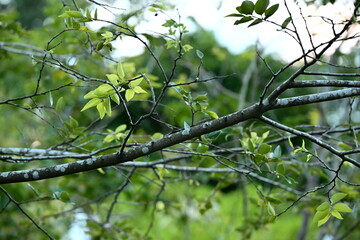 Close-up of intertwining tree branches with light green foliage against soft-focused bokeh background in natural outdoor setting.