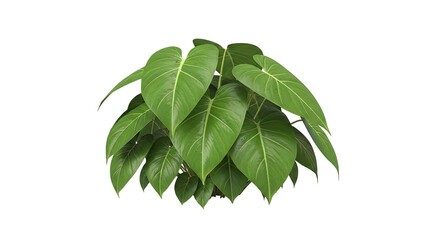 Lush Green Heartleaf Philodendron Plant Beauty Indoor Jungle Tropical Foliage Vibrant Leaves Home Decor Gardening