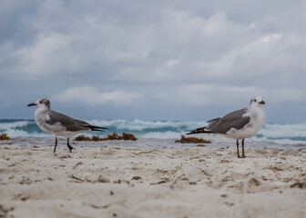  Seagull on the Beach
