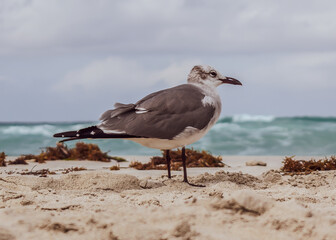  Seagull on the Beach
