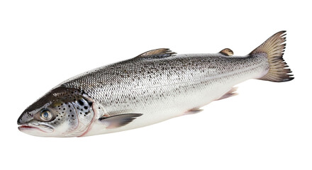 Fresh Atlantic Salmon Culinary Delight Seafood Nutrition Omega 3 Fish Cooking Gourmet Food Protein Rich Diet Fishing