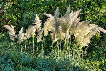 Plumes or feathers of Pampas Grass (Cortaderia poaceae) illuminated by the setting sun
