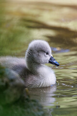 junge Küken vom Schwanen schwimmen auf dem Wasser