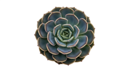 Close-up Top View of a Symmetrical Green Echeveria Succulent Plant Rosette Isolated on Transparent Background.
