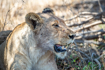 South Africa, Kruger National Park, Lion (Panthera leo), female, lioness