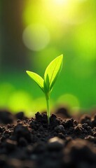 Vibrant Spring Green Shoots Emerging from Earth Renewal and New Growth in Sunlight
