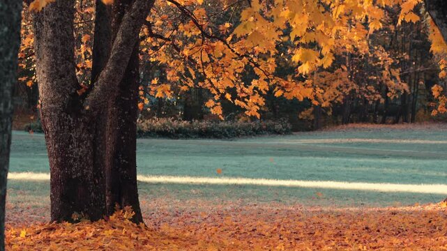 autumn in the park