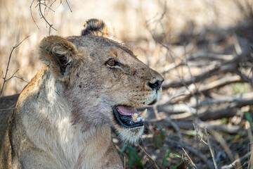 South Africa, Kruger National Park, Lion (Panthera leo), female, lioness