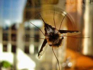 The underside of a Bombylius major (Bee-fly) walking across a window pane
