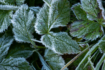 Frosty autumn morning in the forest. Deciduous plant with frosted foliage. The leaves are covered with ice and snow.