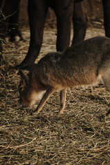 Patagonian mara grazing on dry grass in a zoo enclosure, rodent species native to South America