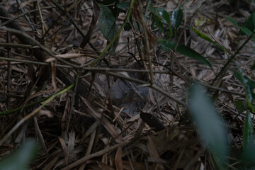 A blurry image of a forest floor with leaves and twigs