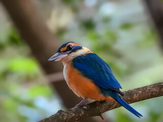 Pacific Kingfisher Hunting