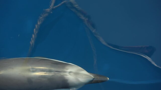 striped dolphin surging under sea surface near the ship prow slow motion