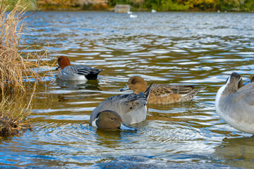 冬の池で泳ぐオナガガモとヒドリガモの群れ