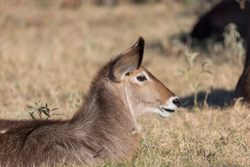 Common Waterbuck