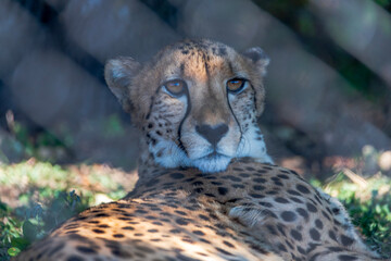 cheetah in the Fossil Rim Wildlife Center, Fort Worth, Texas, USA