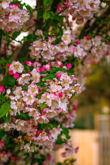 Flowers and Tree