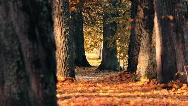 autumn in the forest