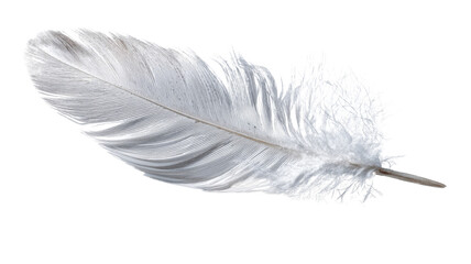 Obraz premium Soft white feather isolated symbolizing lightness purity peace freedom nature bird softness and natural beauty concept isolated on white background 